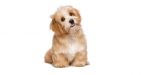 Oznámenie k veterinárnej starostlivosti - chov psov
